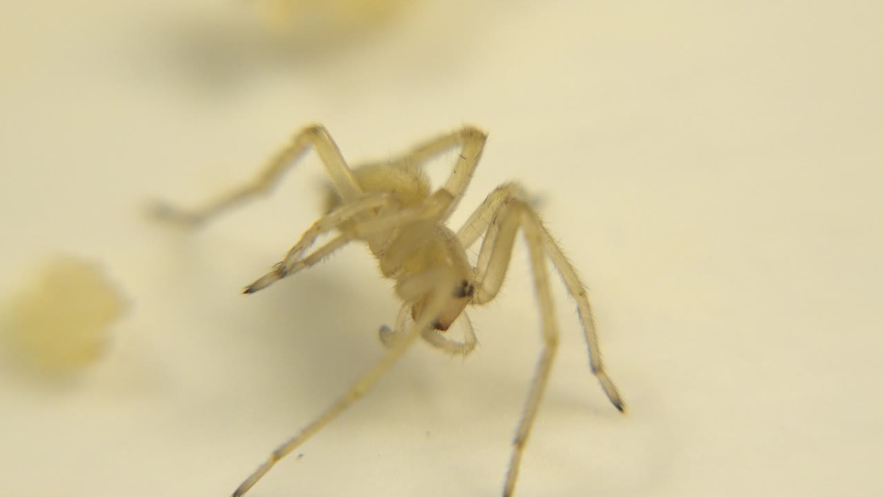 Pale spider remains near the center-right of a plain light surface, with its legs spread and the background falling out of focus, no visible people.