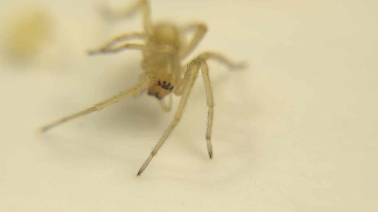 A pale translucent spider appears near the center of a soft macro frame on a cream surface, with long legs extending outward and no visible people.