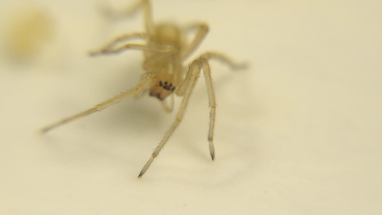 At the opening moment, a small pale yellow spider faces the camera on a yellow surface with its legs spread and no visible people.