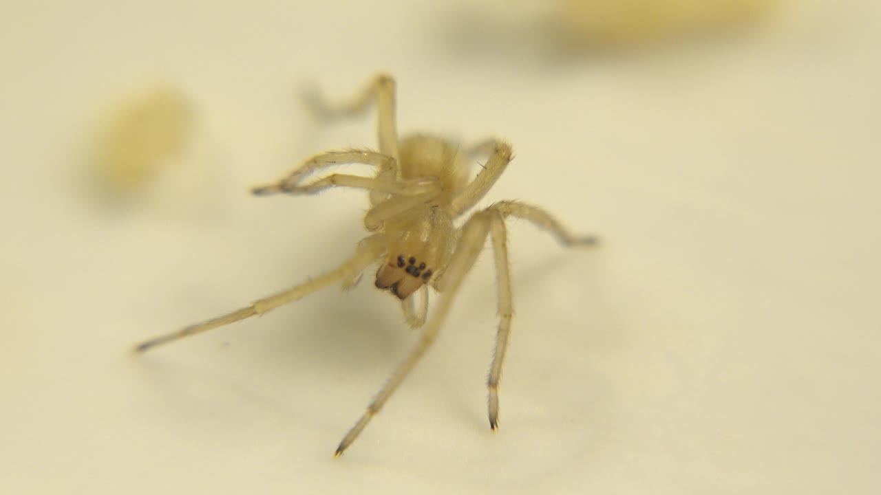 A small yellow spider rests on a pale cream surface in shallow focus at the opening moment, with no visible people.