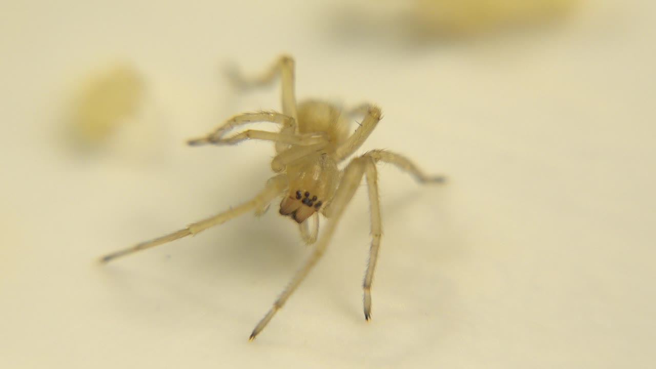 The yellow spider stays centered on the light surface, with its long legs spread and a blurred yellow shape behind it, with no visible people.