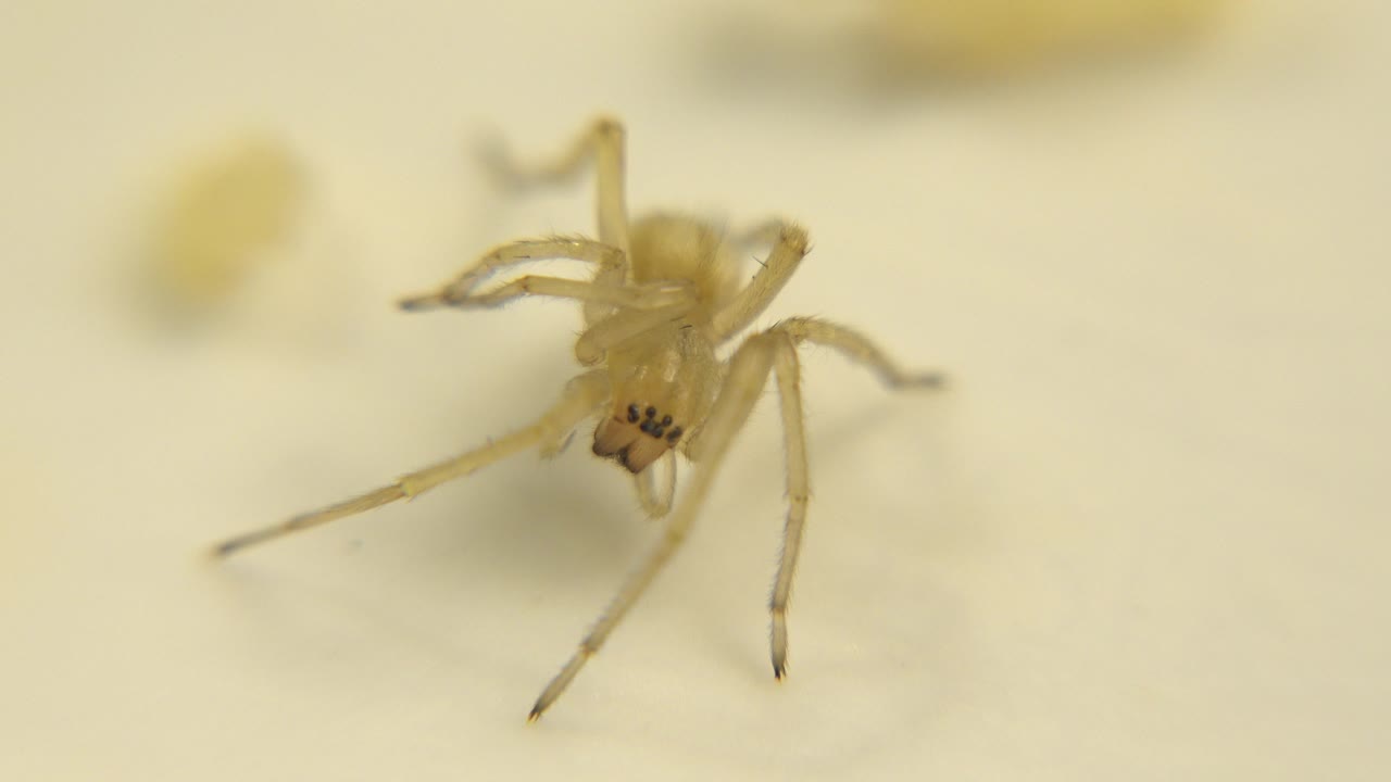 A gold-colored insect rests on a light cream surface in soft focus at the start of the clip, with no visible people.