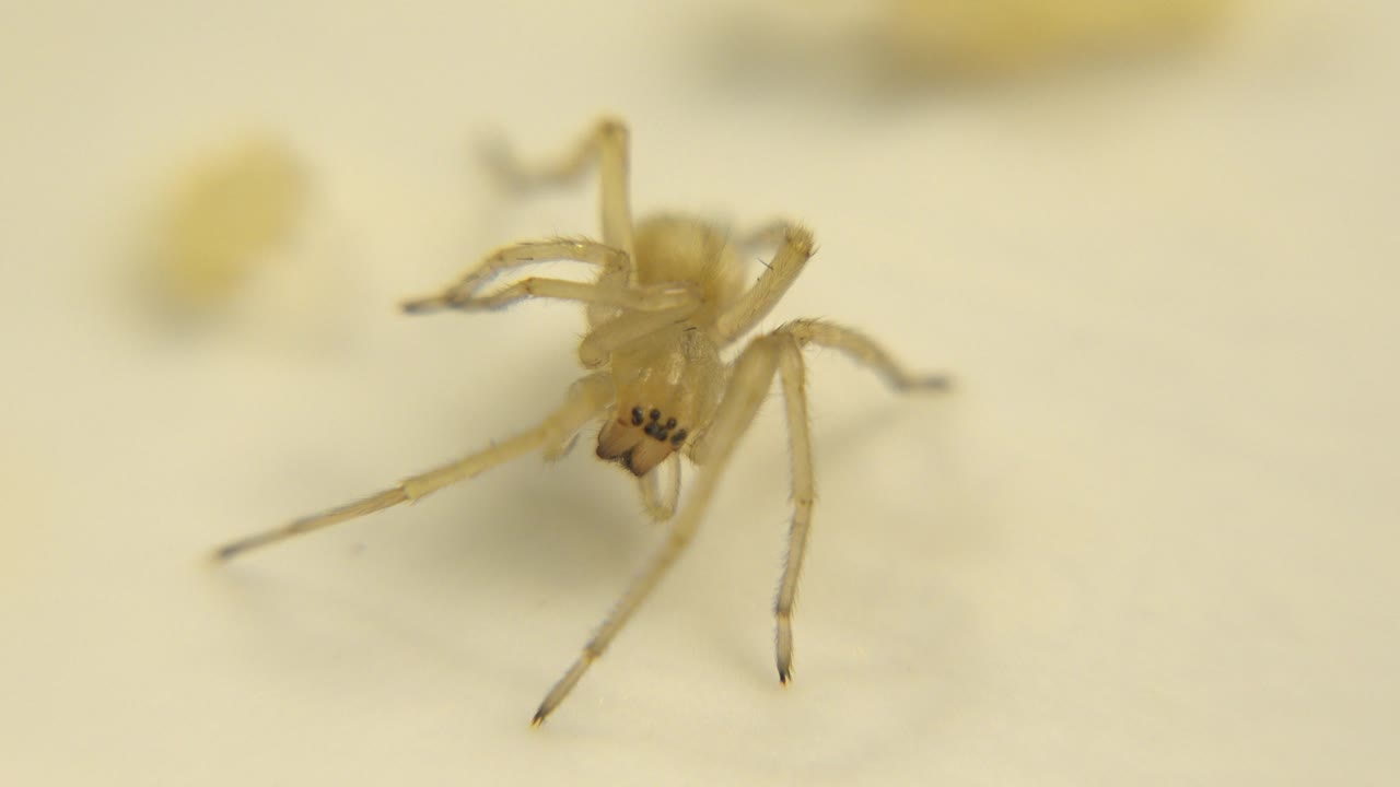 A gold-toned insect sits against a blurred light background, with shallow focus and the body angled across the frame, and no visible people.