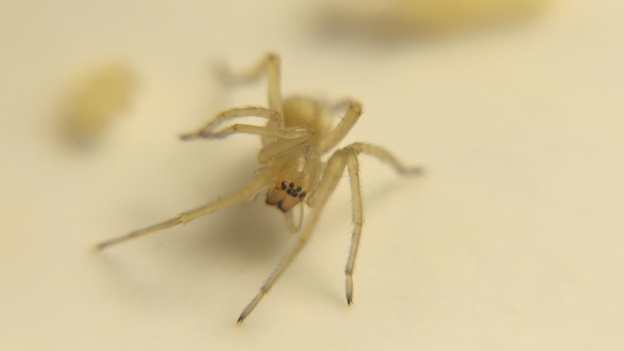 A pale yellow spider sits center-right on a cream surface with one long leg stretched left, blurred background shapes, and no visible people.