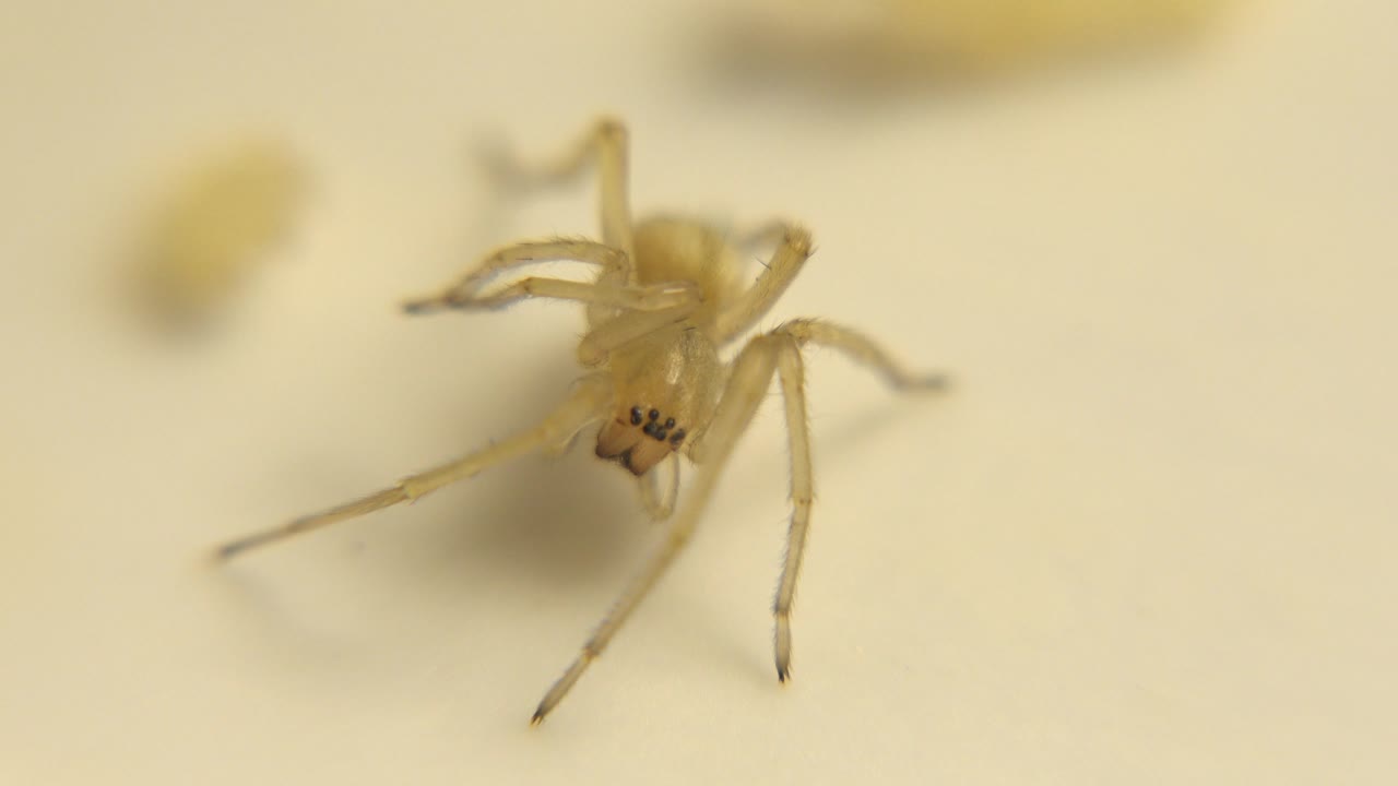 A soft-focused spider is framed slightly right of center, showing dark underside markings against a cream field with no visible people.
