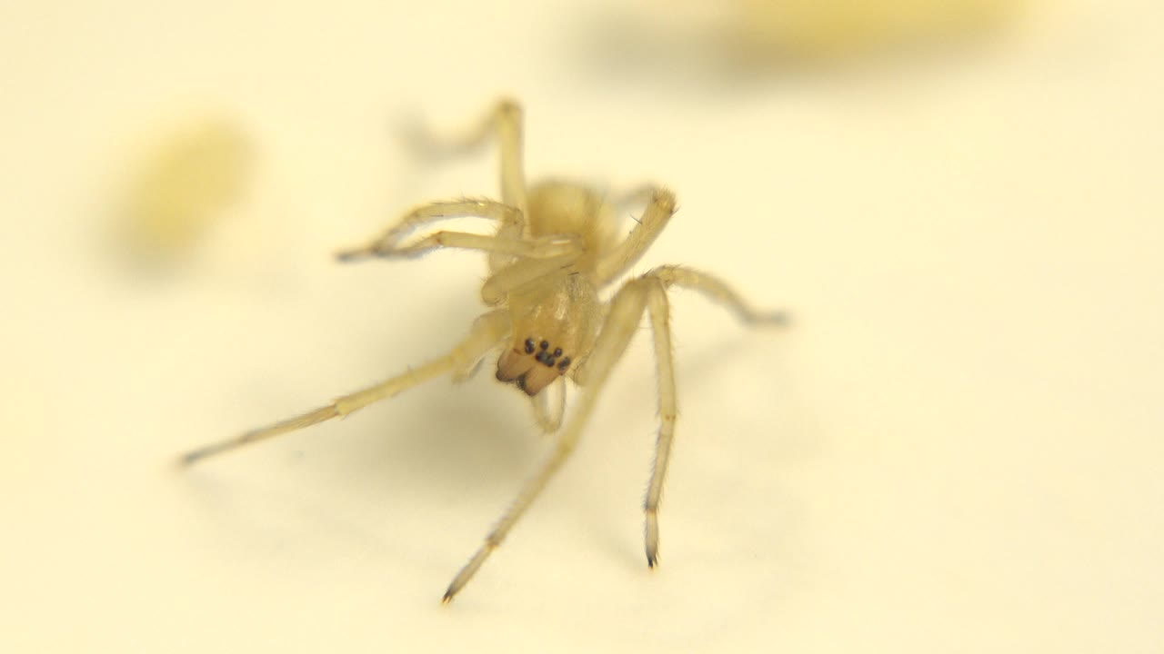 A pale translucent spider stands near the center of a soft white surface with shallow focus and no visible people.