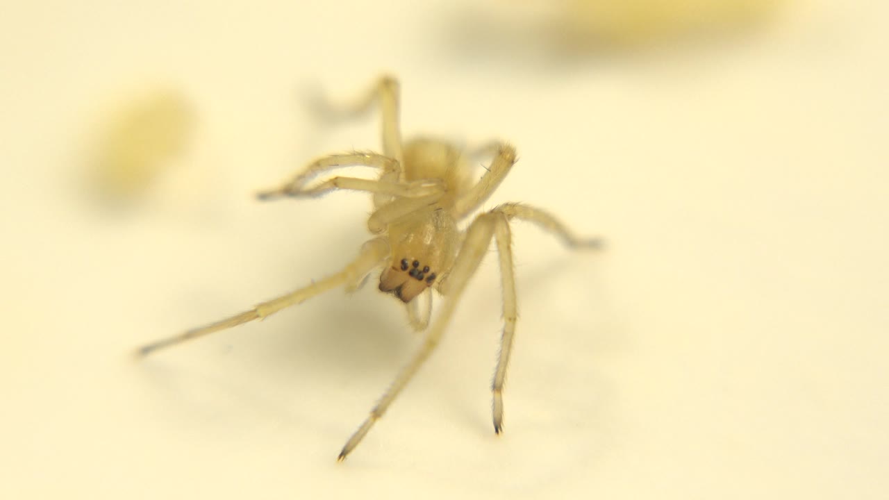 The spider remains large in frame, its thin legs extending across the white surface while the background stays softly blurred and no people are visible.