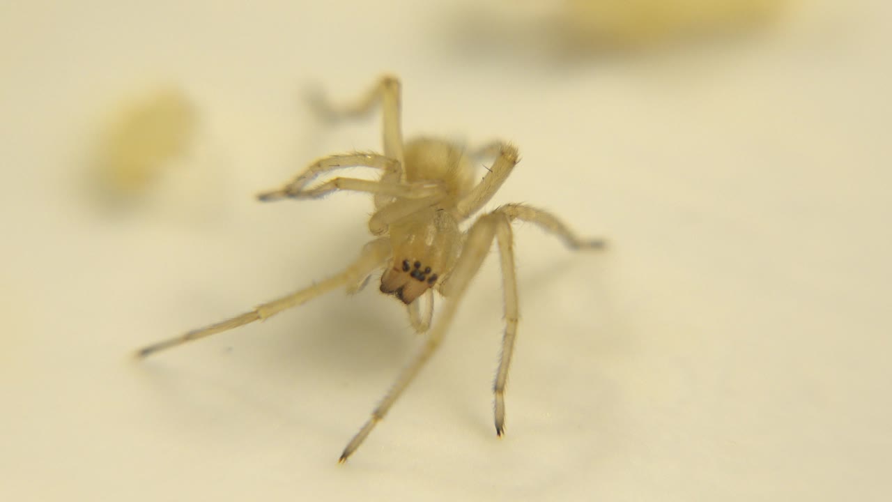 The pale spider appears slightly lower in the frame on the white surface, with its front legs and body softened by close-focus blur and no visible people.