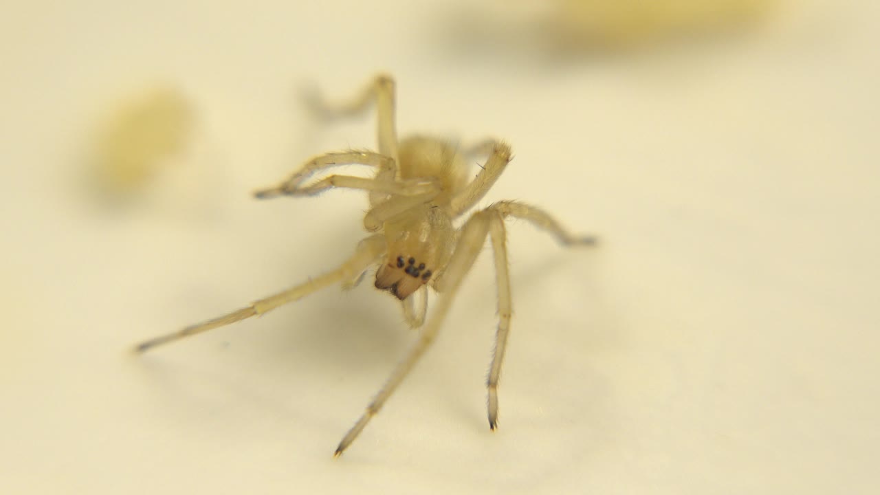 A pale yellow spider-like arachnid sits near the center of a cream surface with soft yellow blur behind it and no visible people.
