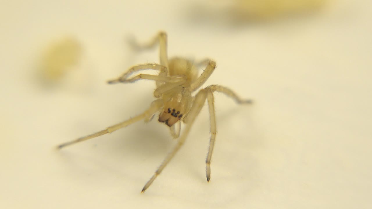 Small yellow arachnid close to the lens