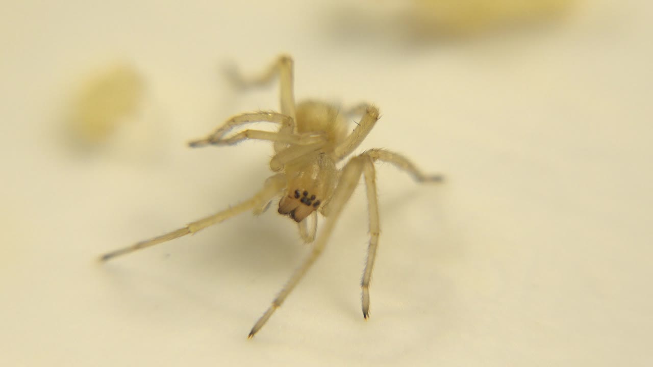 A yellow spider-like crawler appears in shallow focus against a warm cream background, with a blurred yellow object behind it and no visible people.