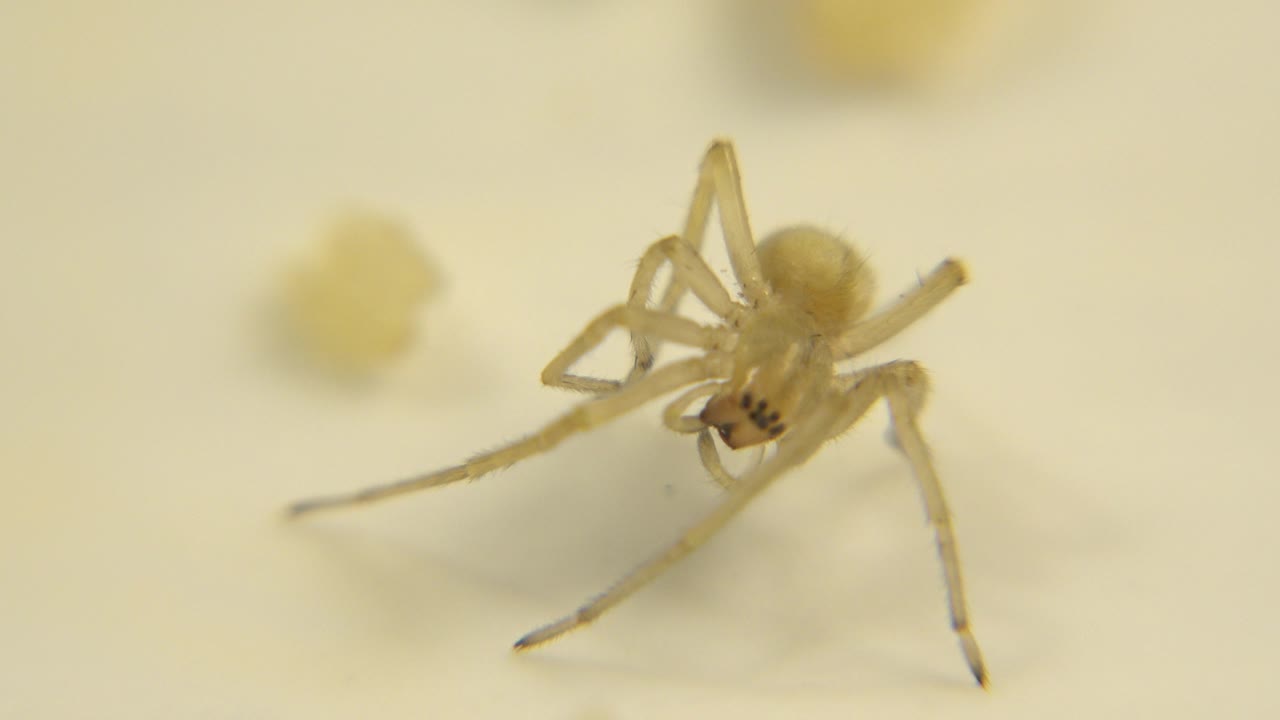 At the opening moment, a tiny pale spider-like creature rests on a cream surface with a blurred yellow shape behind it and no visible people.
