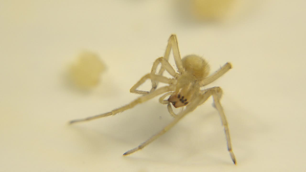 One second in, the small arachnid-like creature remains centered to the right, with long thin legs stretching across the pale surface and no visible people.