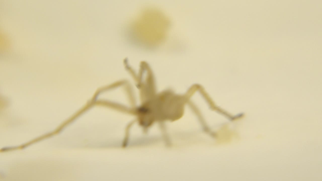A pale spider appears softly focused on a cream surface with yellow food fragments nearby and no visible people.