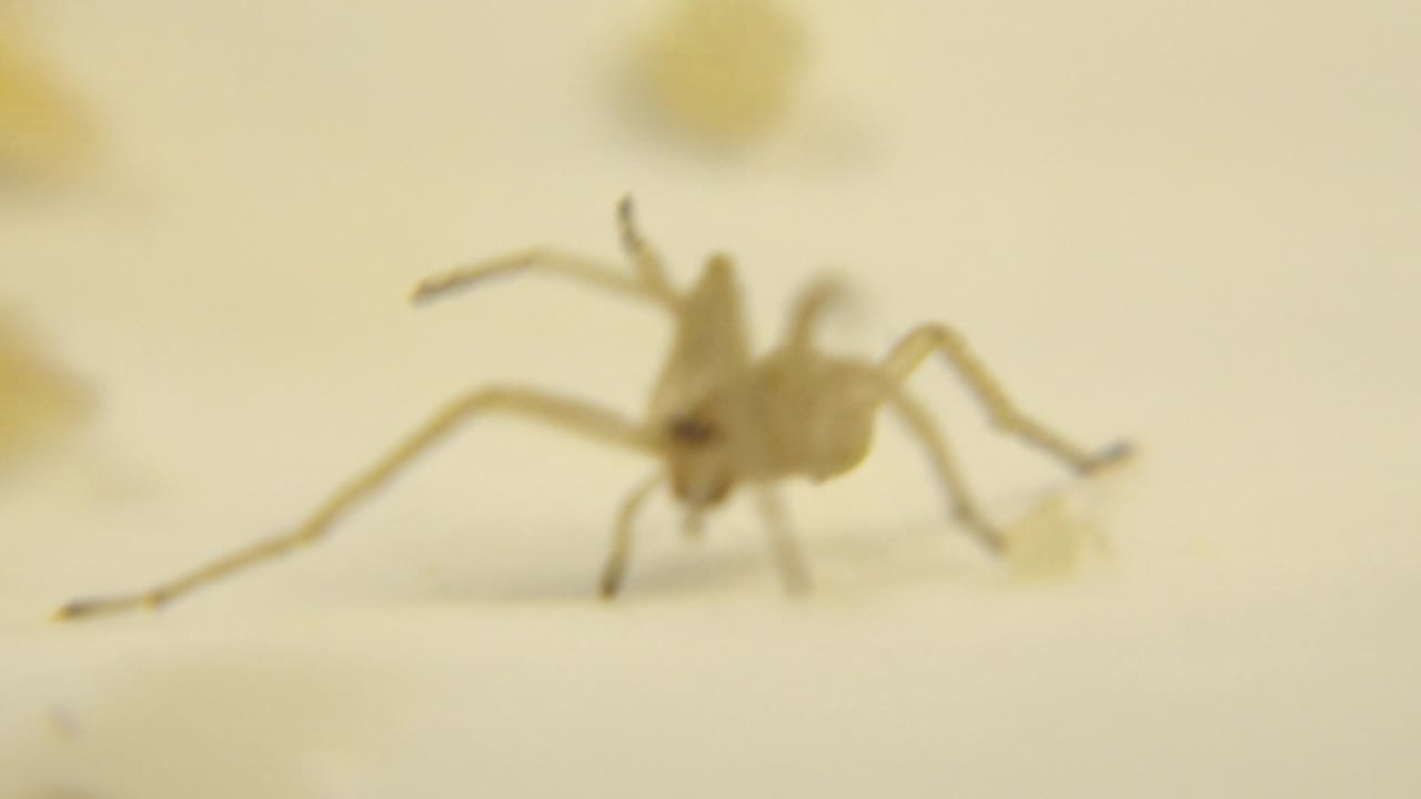 The spider faces the camera more directly with a long leg stretched across the cream surface and blurred yellow debris behind it, with no visible people.