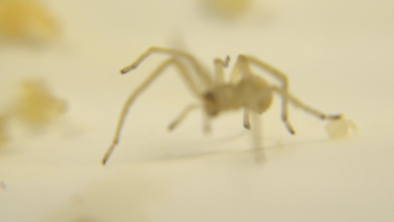 The spider is higher in frame with several legs lifted or angled around a small yellow food piece on the pale surface, with no visible people.