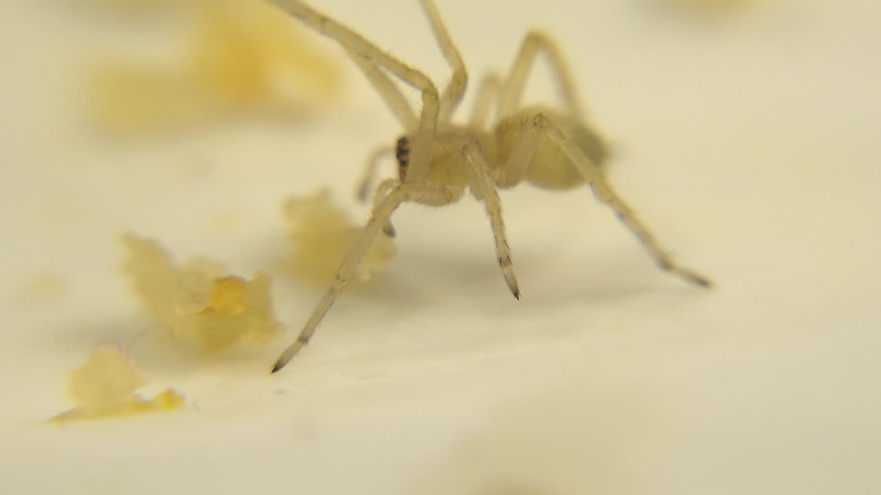 A closer view places the pale spider near multiple yellow crumbs, with its body and front legs clearer than the soft cream background, and no visible people.