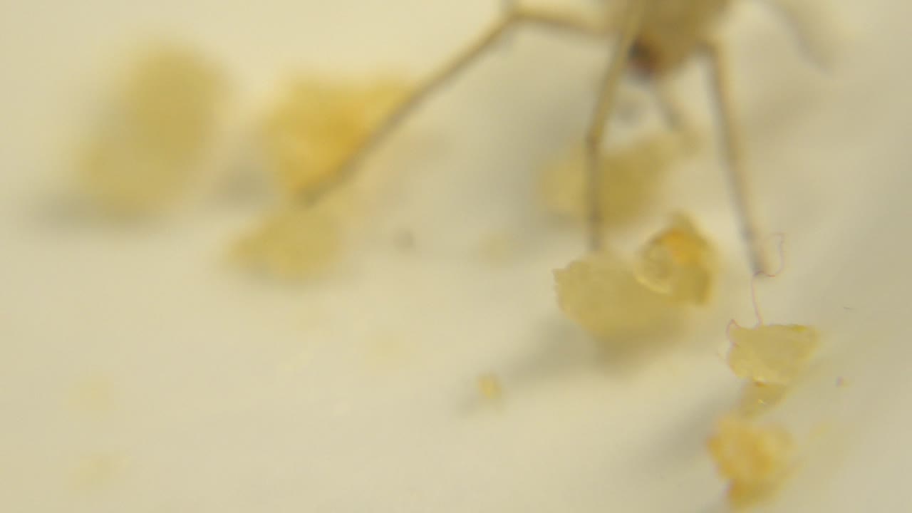 At the opening moment, pale spider legs and small yellow food fragments sit in shallow focus on a light surface, with no visible people.
