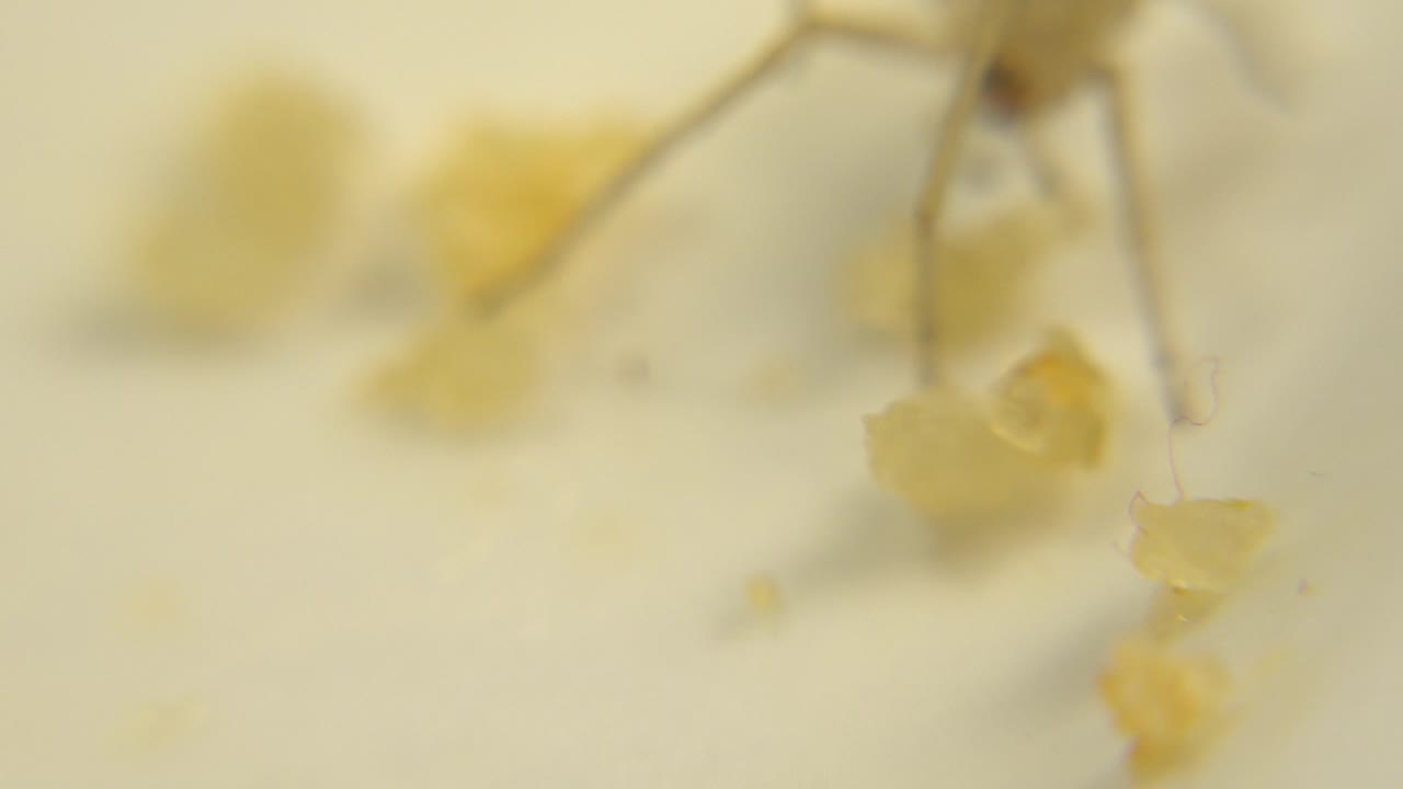 A blurred spider body hovers near several yellow food pieces on the pale surface, with the closest details softened by shallow focus and no visible people.