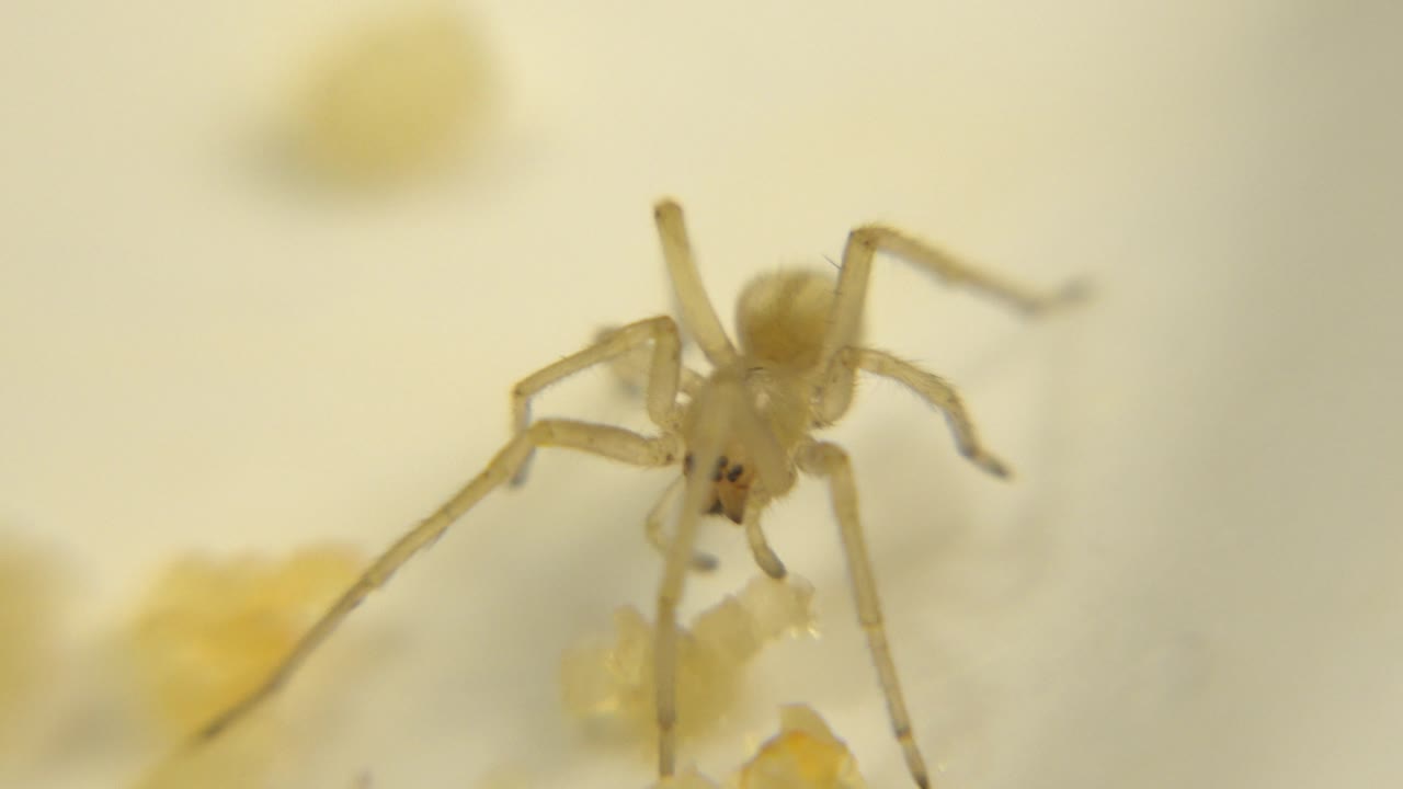 The spider is more clearly visible from above, with pale legs spread around yellow food fragments on a cream-colored surface and no visible people.