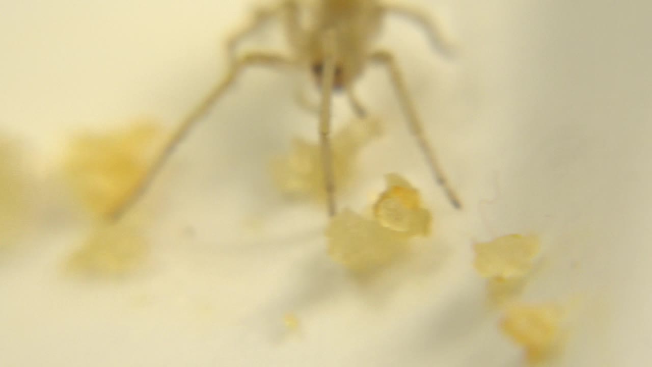 Out-of-focus spider legs over yellow food bits