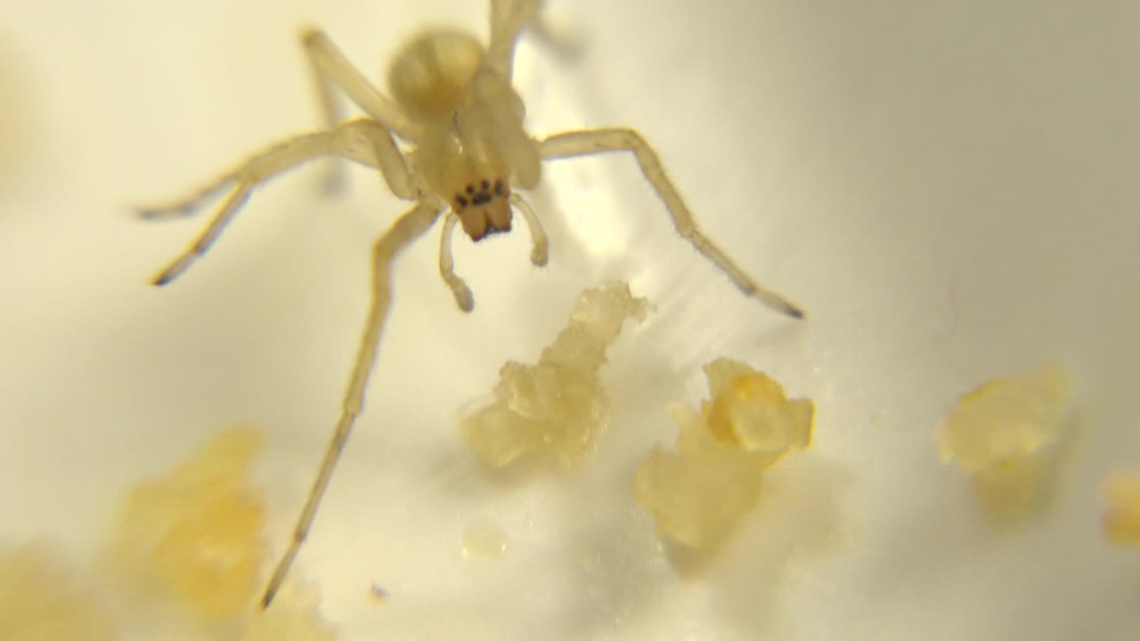 A tiny pale yellow spider sits near scattered yellowish food fragments on a creamy surface, with soft focus and no visible people.