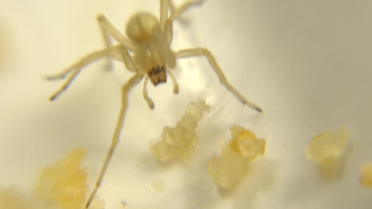The small yellow spider remains near the upper center of the frame, facing yellow food crumbs on a pale background, with no visible people.