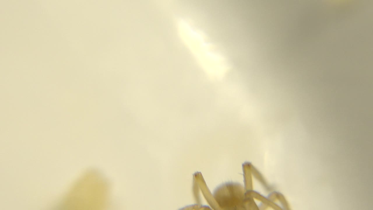 Only part of the yellow spider is visible at the lower right edge while the rest of the frame is a blurred pale surface, with no visible people.