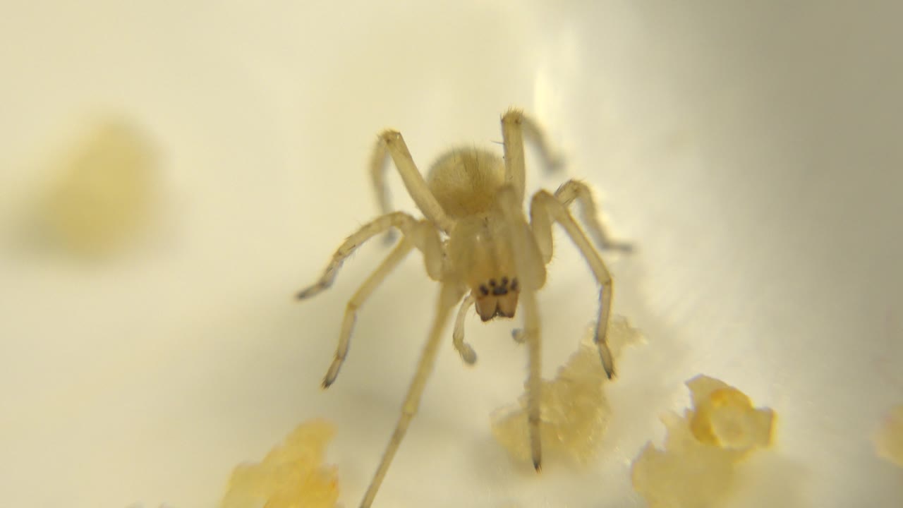 Yellow spider centered above food crumbs on a light surface.