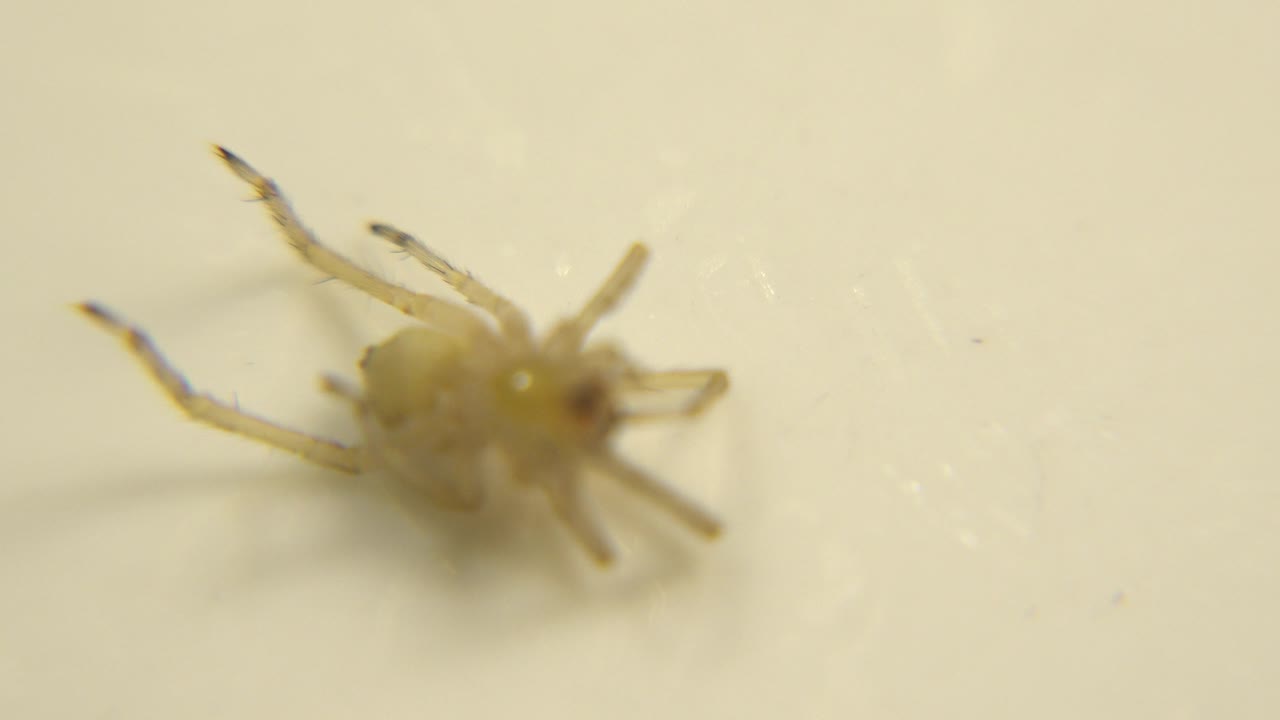One second in, the spider-like bug remains upside down, with long pale legs extending into the shallow-focus cream background and no visible people.