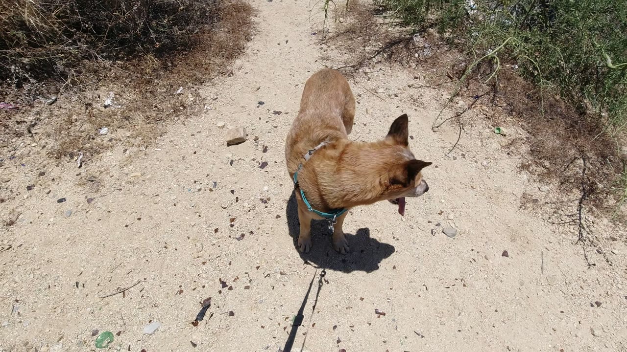 Tan leashed dog in a teal harness stands on sandy ground near dry coastal brush in San Jose del Cabo, with no visible people.