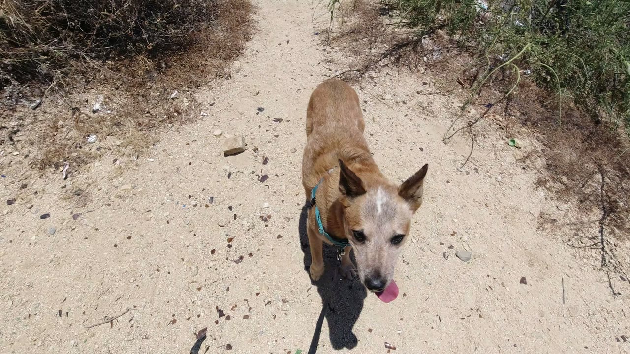 Tan dog faces upward toward the camera on sandy ground in San Jose del Cabo, wearing a teal harness with no visible people.