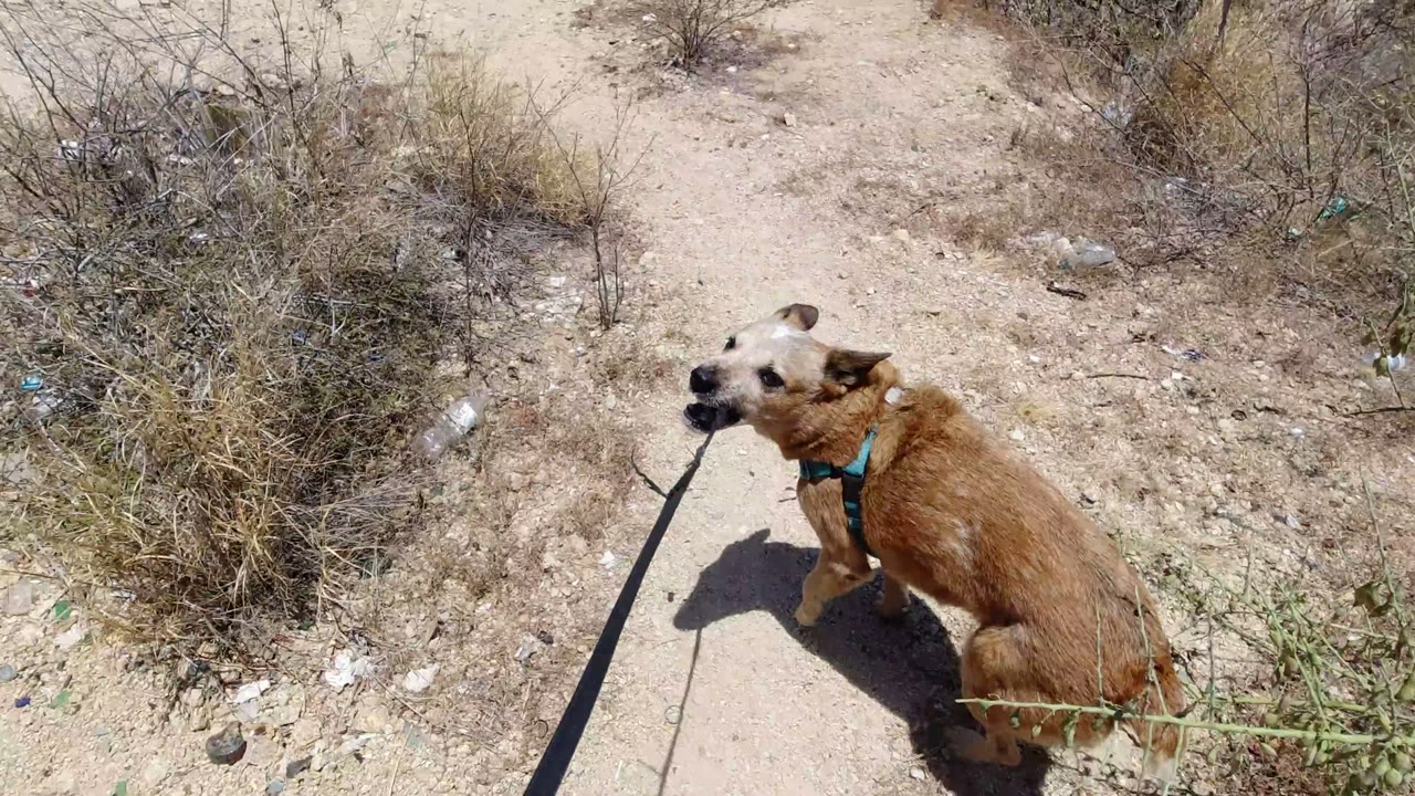 Tan dog in a blue harness on a leash over dusty ground and scrub.