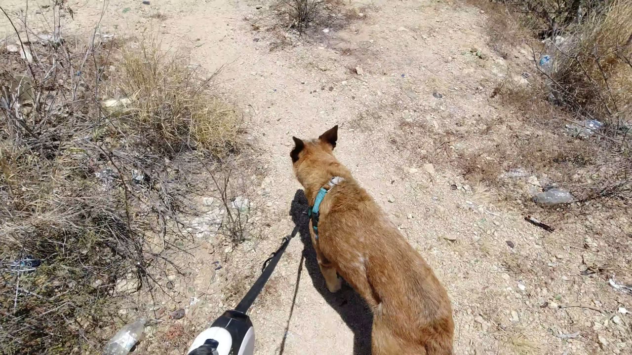 The tan dog walks away from the camera on a black leash across pale dirt and dry brush in San Jose del Cabo, Mexico, with no visible people.