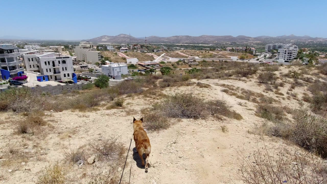 The dog is centered lower in frame on pale sandy ground in San Jose del Cabo, facing distant white buildings, brown hills, and clear sky, with no visible people.