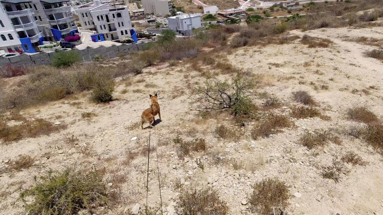 A large brown dog stands on a leash in a sandy scrub area in San Jose del Cabo, Mexico, with white multi-story buildings and parked cars beyond it and no visible people.