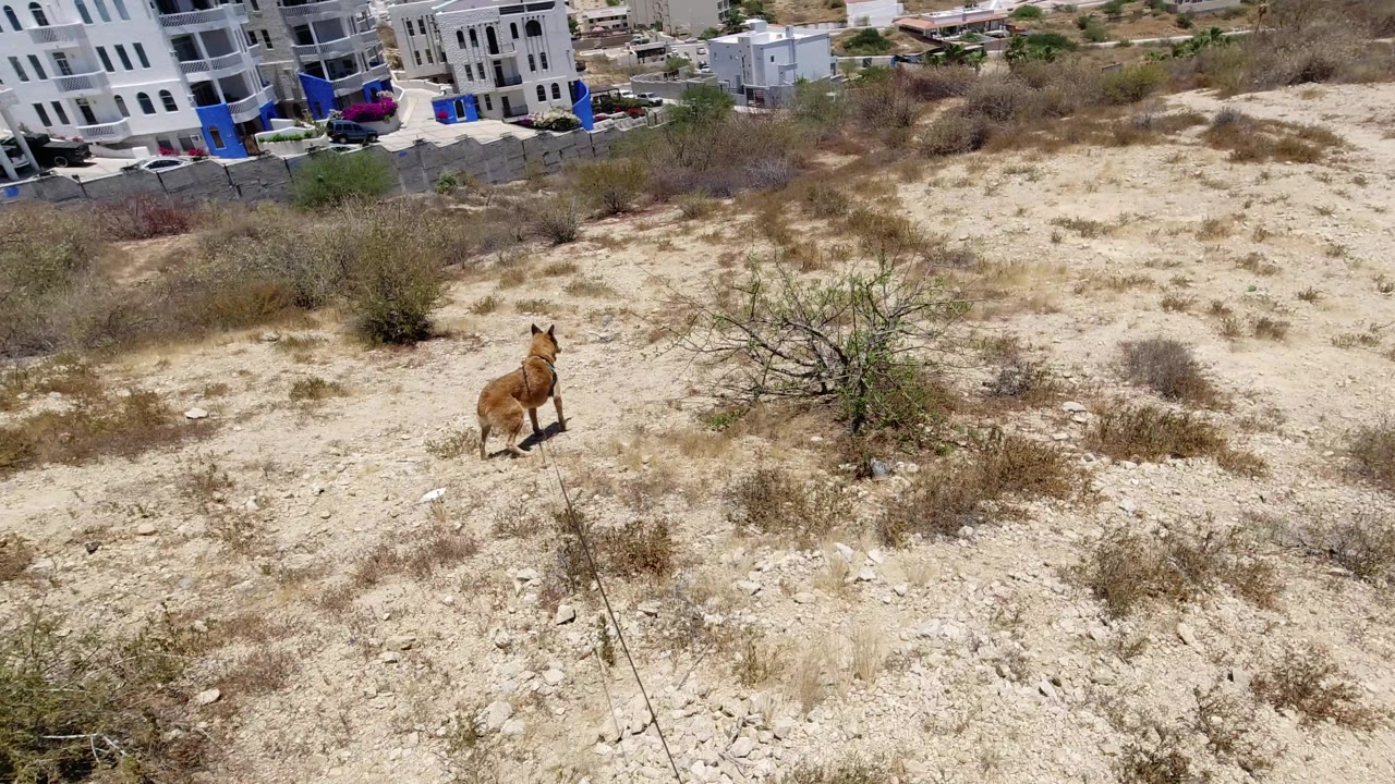 Brown dog walking near a small bush on dry terrain.