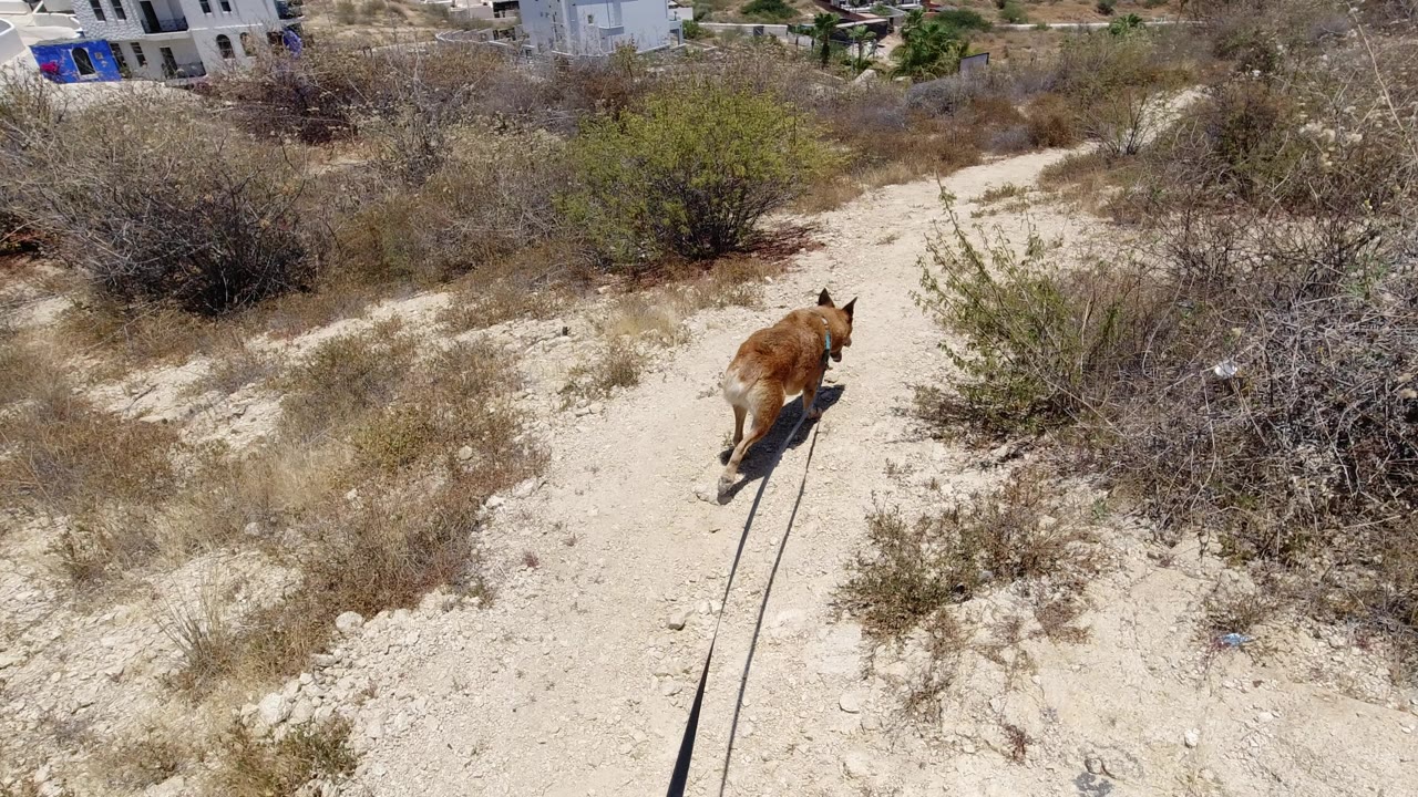Brown dog walking on a dusty path through dry brush.