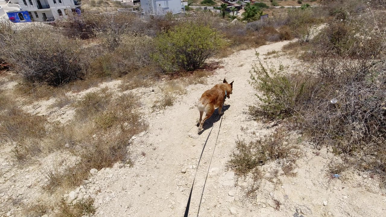 The dog moves farther up the dusty San Jose del Cabo path, with the rope trailing toward the lower edge and dry brush surrounding the trail.
