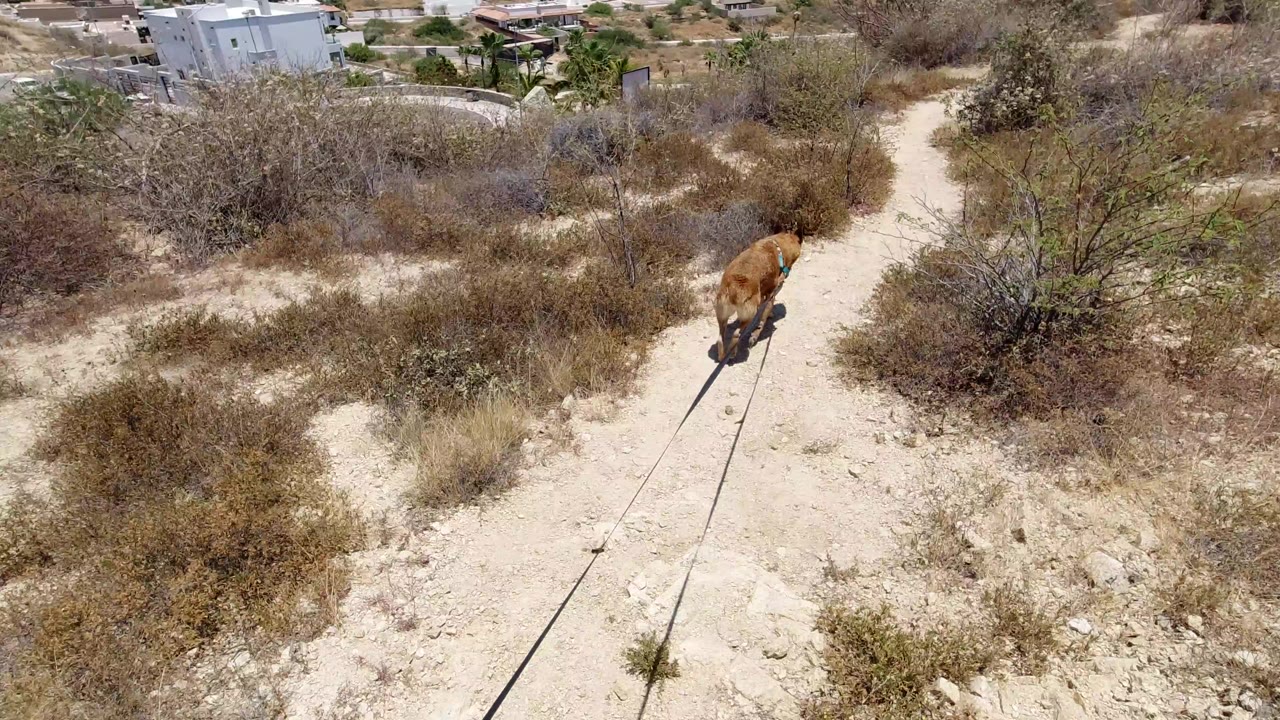 Tan dog on a leash walking along a sandy brush path