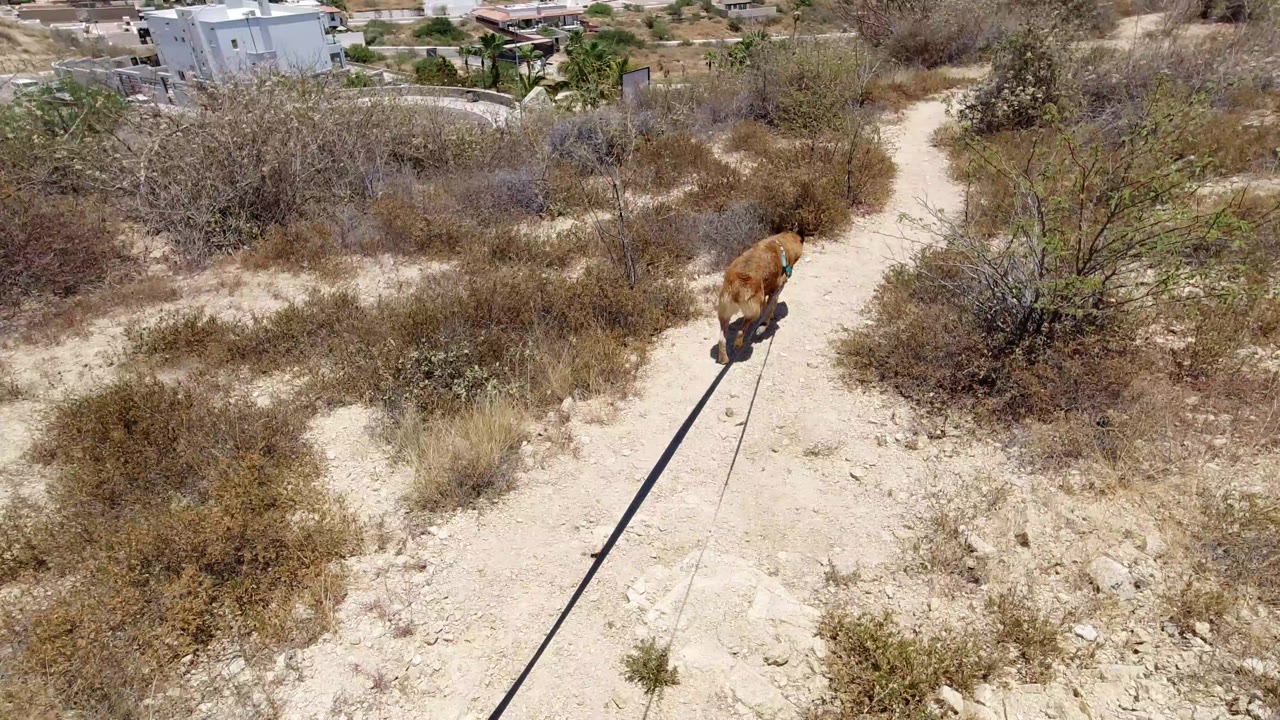 The leashed tan dog continues along the sandy trail in San Jose del Cabo, framed by scrubby bushes, pale soil, a white building, and no visible people.