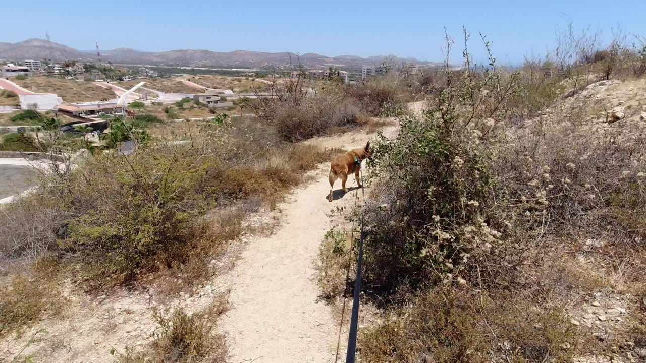 Brown dog on a sandy hillside path with dry brush and distant roads.