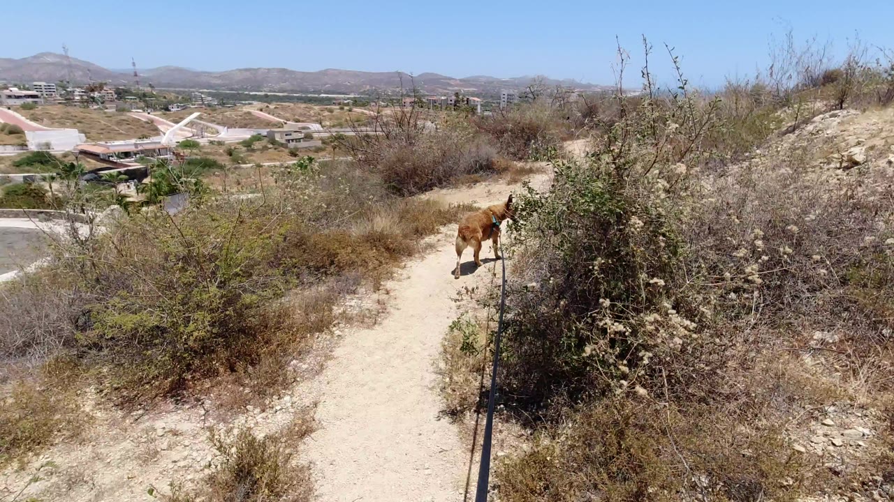 Brown dog continues along the sandy trail in San Jose del Cabo, Mexico, framed by scrubby bushes, rocky soil, distant hills, roadways, and no visible people.