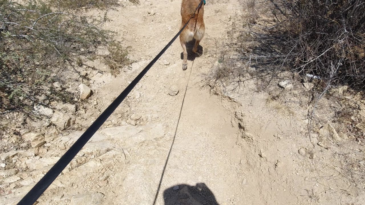 A tan dog walks away from the camera on a pale dusty trail in San Jose del Cabo, with dry brush at the edges and no visible people.