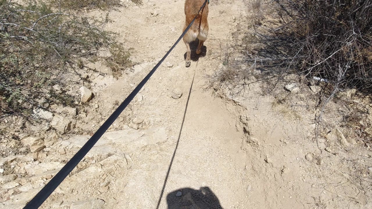 The dog remains near the top of the frame on the San Jose del Cabo trail, with the long leash stretching diagonally across sunlit dust and no visible people.
