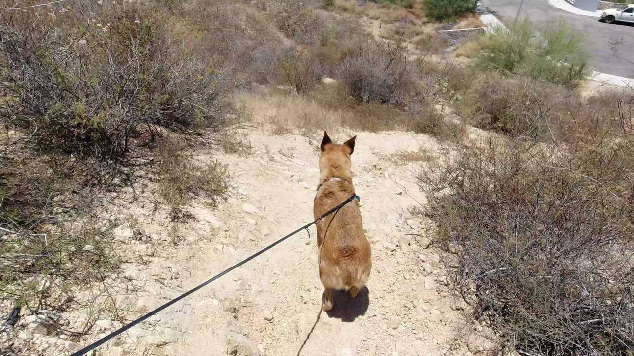 Tan leashed dog facing downhill on a sandy trail among dry shrubs.