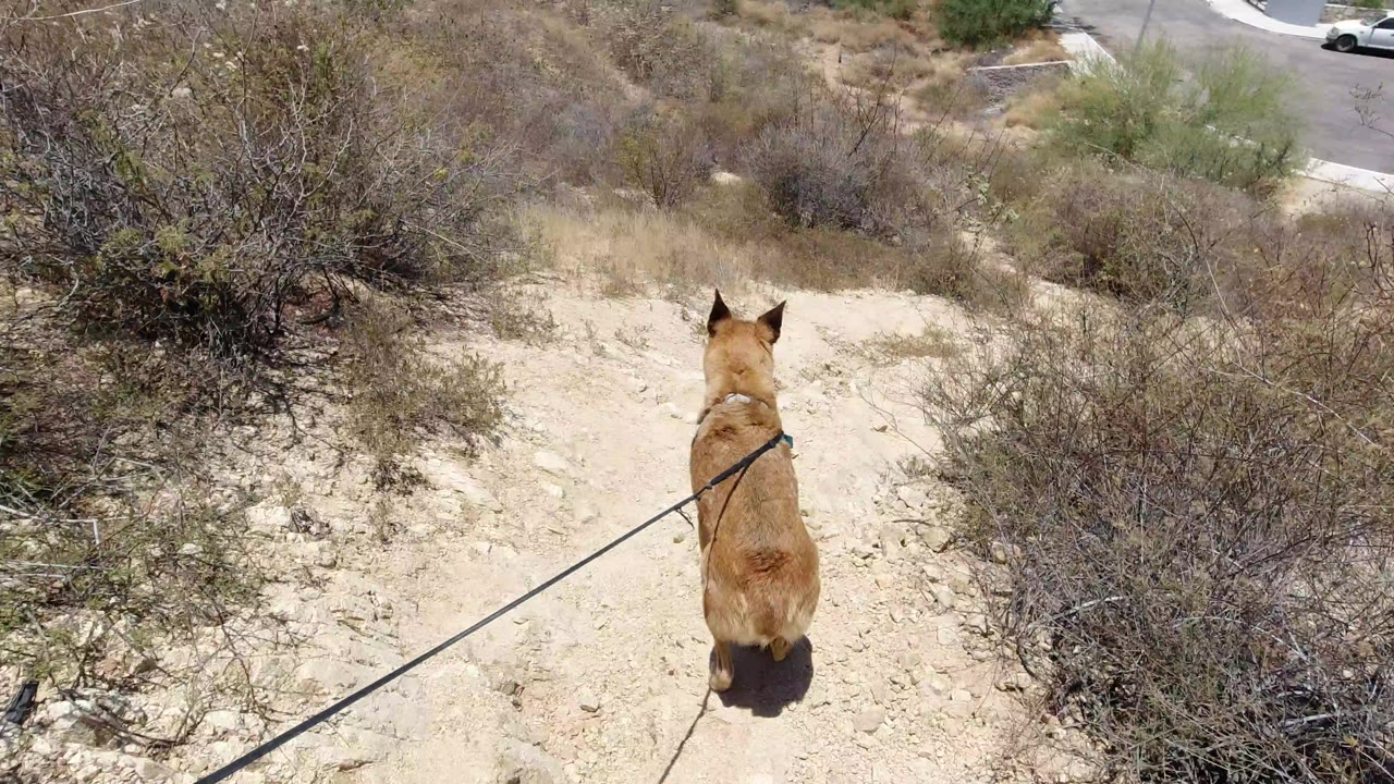 A tan dog remains centered on the pale dirt slope in San Jose del Cabo, surrounded by scrubby vegetation with the leash stretching back toward camera and no visible people.