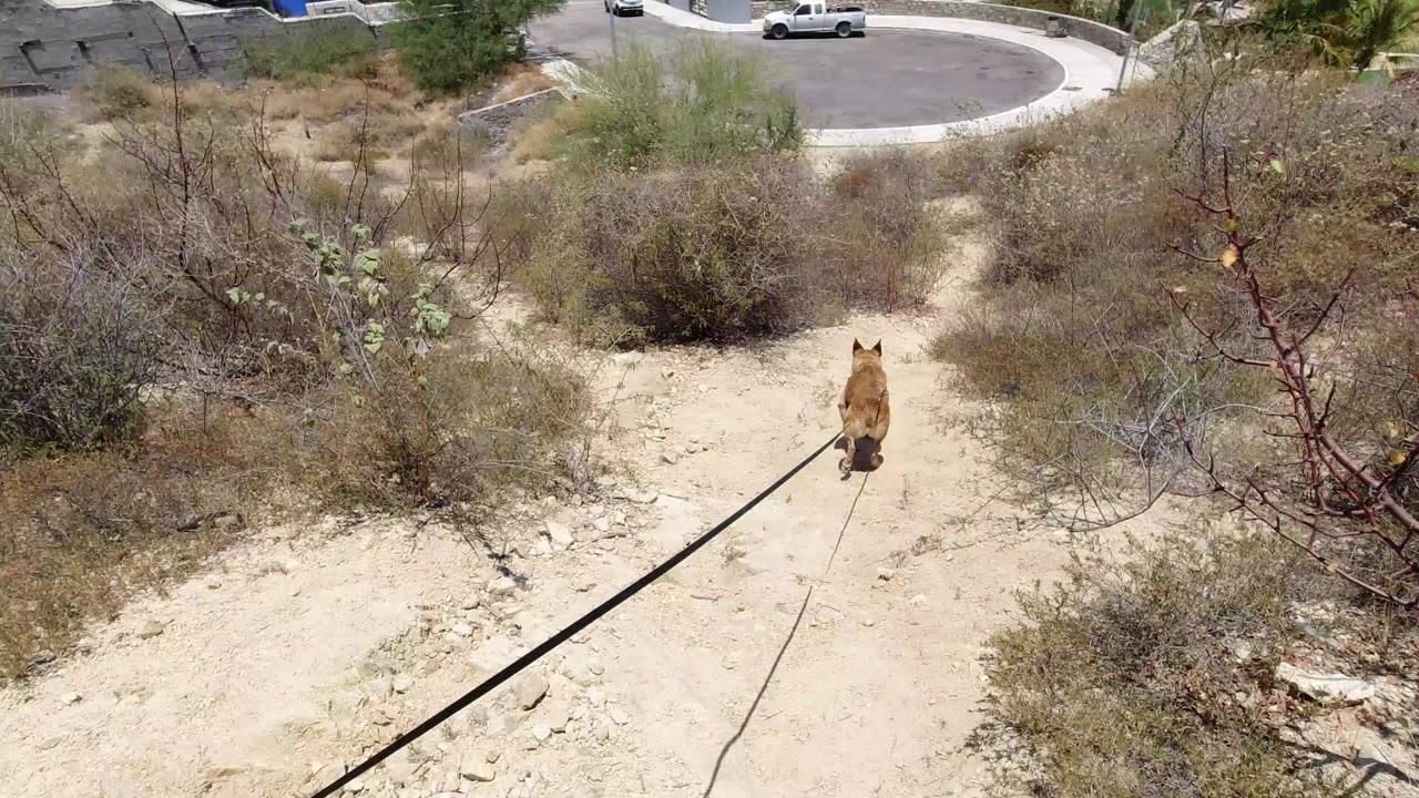 Small tan animal on sandy ground near dry shrubs and a road.