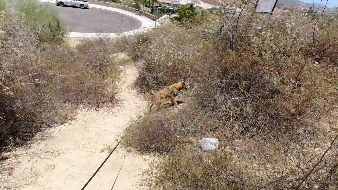 Small tan dog on a black leash walks near scrubby dry brush beside a pale dirt path in San Jose del Cabo, with no visible people.