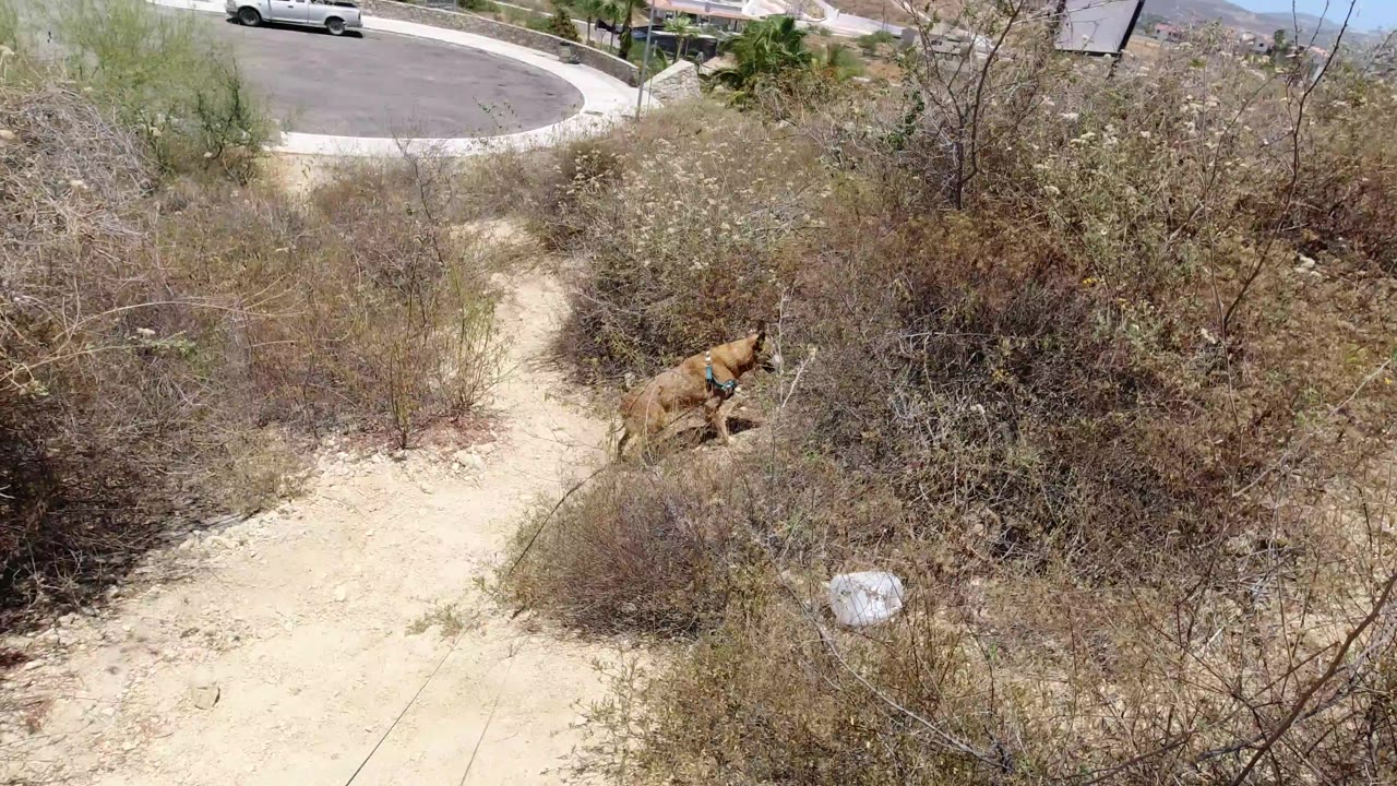 The leashed tan dog continues along the dusty path in San Jose del Cabo, partly framed by dry brush and an empty road above, with no visible people.